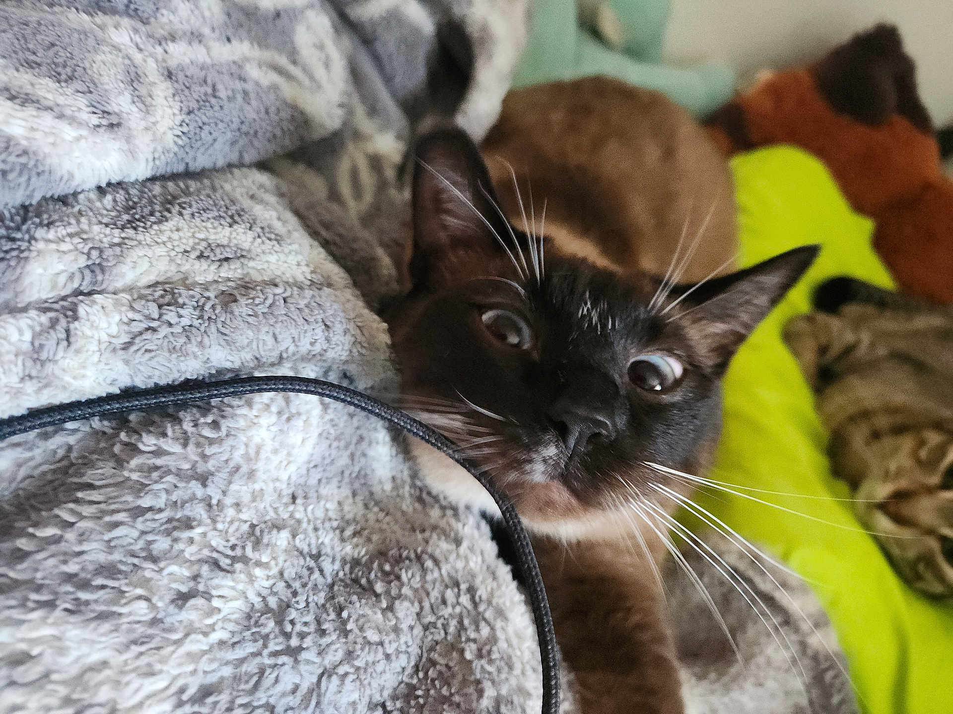 Buttons is registered to the contest to win money with this photo: cat, siamese_cat, blanket, whiskers, wide_eyes, indoor, cozy, plush_toy, cushion, furniture, closeup, pet, fur, animal, relaxing, home, soft_texture, curious, comfort, resting