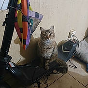 Gizmo joined the competition — help win amazing prizes! cat, tabby, electric_scooter, indoor, floor, tile, bag, colorful, wall, outlet, cord, pet, animal, sitting, fur, cute, domestic, calm, household, technology