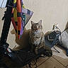 cat, tabby, electric_scooter, indoor, floor, tile, bag, colorful, wall, outlet, cord, pet, animal, sitting, fur, cute, domestic, calm, household, technology