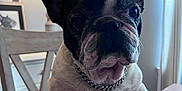 Maggie Mae is registered to the contest to win money with this photo: animal, black_and_white, chain_collar, chair, closeup, companion, curious, cute, decor, dog, ears, face, french_bulldog, household, indoor, lamp, pet, portrait, table, wooden_furniture