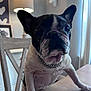 animal, black_and_white, chain_collar, chair, closeup, companion, curious, cute, decor, dog, ears, face, french_bulldog, household, indoor, lamp, pet, portrait, table, wooden_furniture