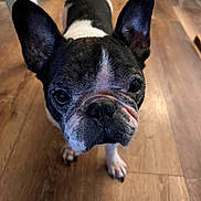 Maggie Mae joined the competition — help win amazing prizes! animal, black, brown, canine, close_up, companion, curious, cute, dog, domestic_animal, ears, floor, french_bulldog, indoor, paw, pet, portrait, snout, white, wooden_floor