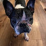 animal, black, brown, canine, close_up, companion, curious, cute, dog, domestic_animal, ears, floor, french_bulldog, indoor, paw, pet, portrait, snout, white, wooden_floor
