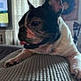 Maggie Mae joined the competition — help win amazing prizes! animal, canine, close_up, companion, cute, dog, ears, french_bulldog, furniture, home, indoor, paw, pet, portrait, relaxed, resting, snout, texture, tongue_out, window_light