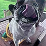 Maggie Mae joined the competition — help win amazing prizes! animal_clothing, canine, close_up, daylight, dog, ears, fence, fur, grass, greenery, happy, nature, outdoor, pet, playful, porch, snout, tongue, whiskers, wooden_bench