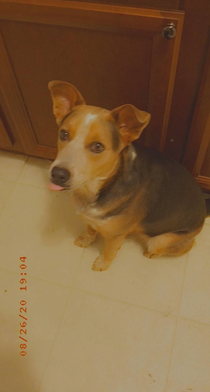 Kenya is registered to the contest to win money with this photo: canidae, cardigan_welsh_corgi, carnivore, companion_dog, corgi_chihuahua, dog, dog_breed, fawn, mammal, pembroke_welsh_corgi, puppy, rare_breed_dog, snout, vertebrate, welsh_corgi