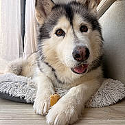 Naya participe au concours pour gagner de l'argent avec cette photo : dog, alaskan_malamute, pet, indoor, paws, treat, fur, window, curtains, rug, floor, animal, canine, relaxed, closeup, brown_eyes, snout, nose, whiskers, cozy