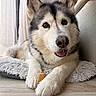 dog, alaskan_malamute, pet, indoor, paws, treat, fur, window, curtains, rug, floor, animal, canine, relaxed, closeup, brown_eyes, snout, nose, whiskers, cozy