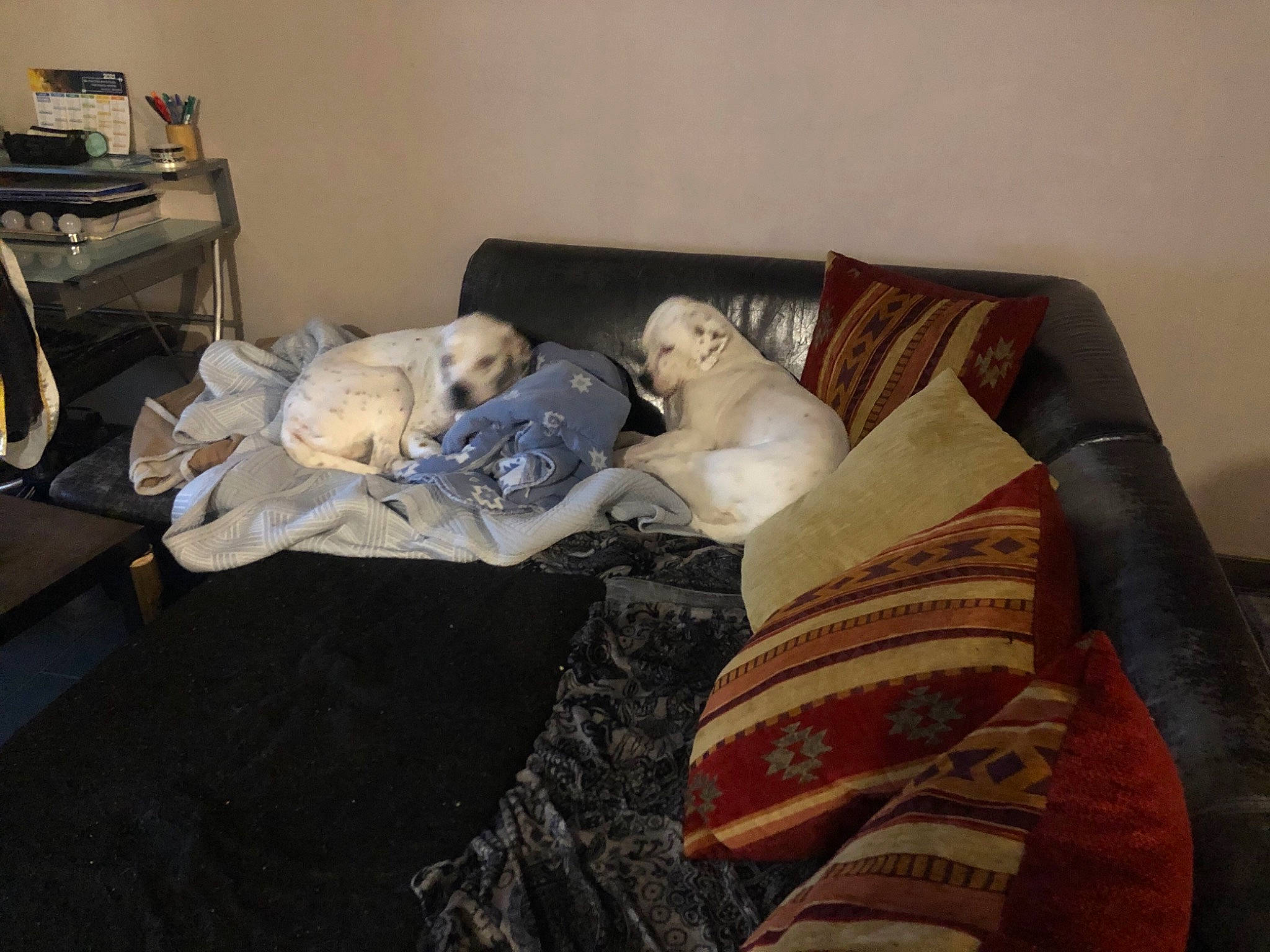 Oméga Et Olly participe au concours pour gagner de l'argent avec cette photo : bedroom, carmine, comfort, companion_dog, couch, floor, flooring, fur, hardwood, linens, living_room, nap, plastic_bag, room, sitting, sofa_bed, studio_couch, toy, vertebrate, wood