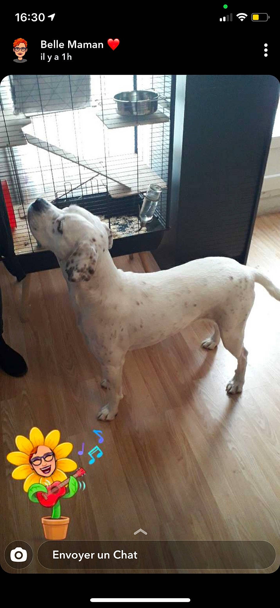 Olly participe au concours pour gagner de l'argent avec cette photo : art, carnivore, companion_dog, dog, dog_breed, fawn, floor, flooring, hardwood, laminate_flooring, mammal, pet_supply, petal, sporting_group, tail, vertebrate, white, wood, wood_flooring, working_animal