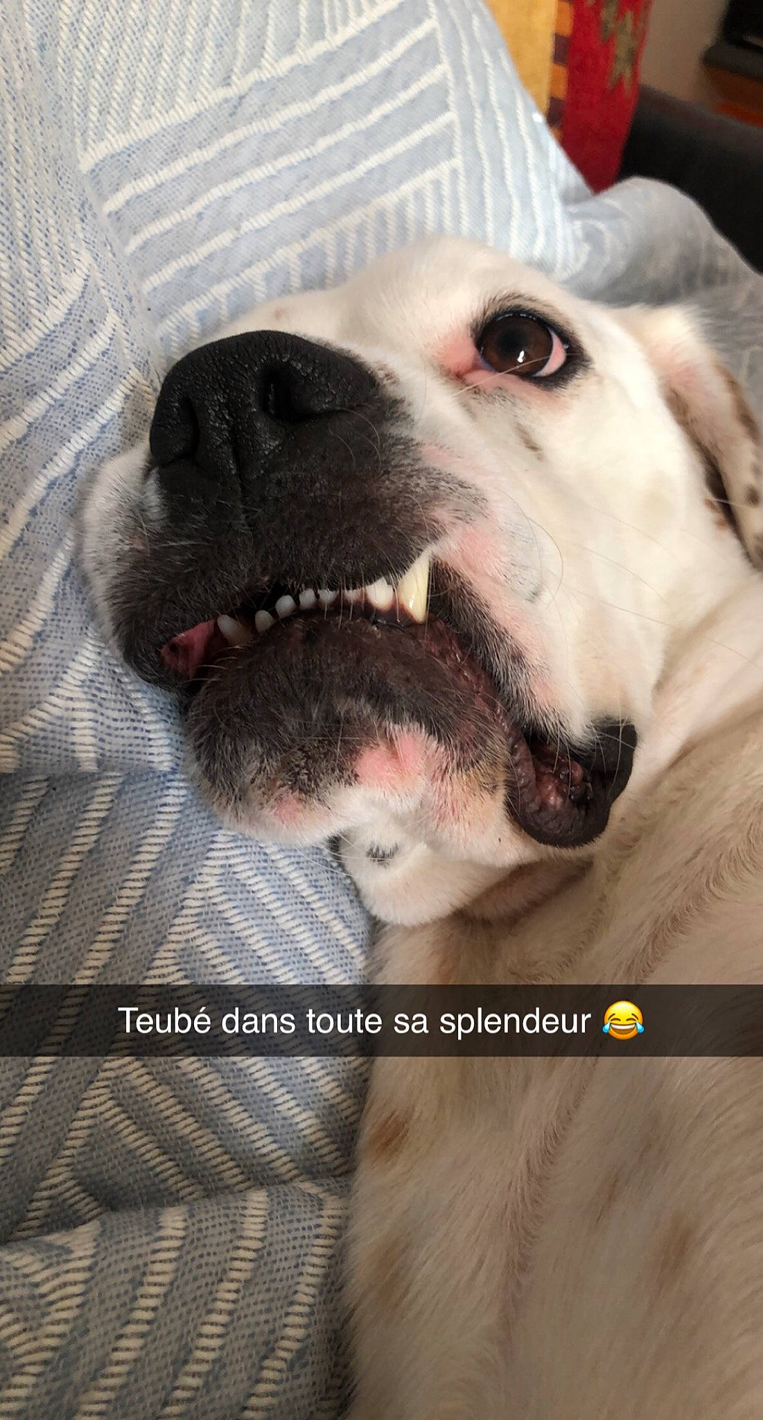 Olly participe au concours pour gagner de l'argent avec cette photo : canidae, carnivore, comfort, companion_dog, dog, dog_breed, dog_collar, fang, fawn, fur, happy, non_sporting_group, paw, photo_caption, puppy_love, selfie, sporting_group, whiskers, working_animal, wrinkle