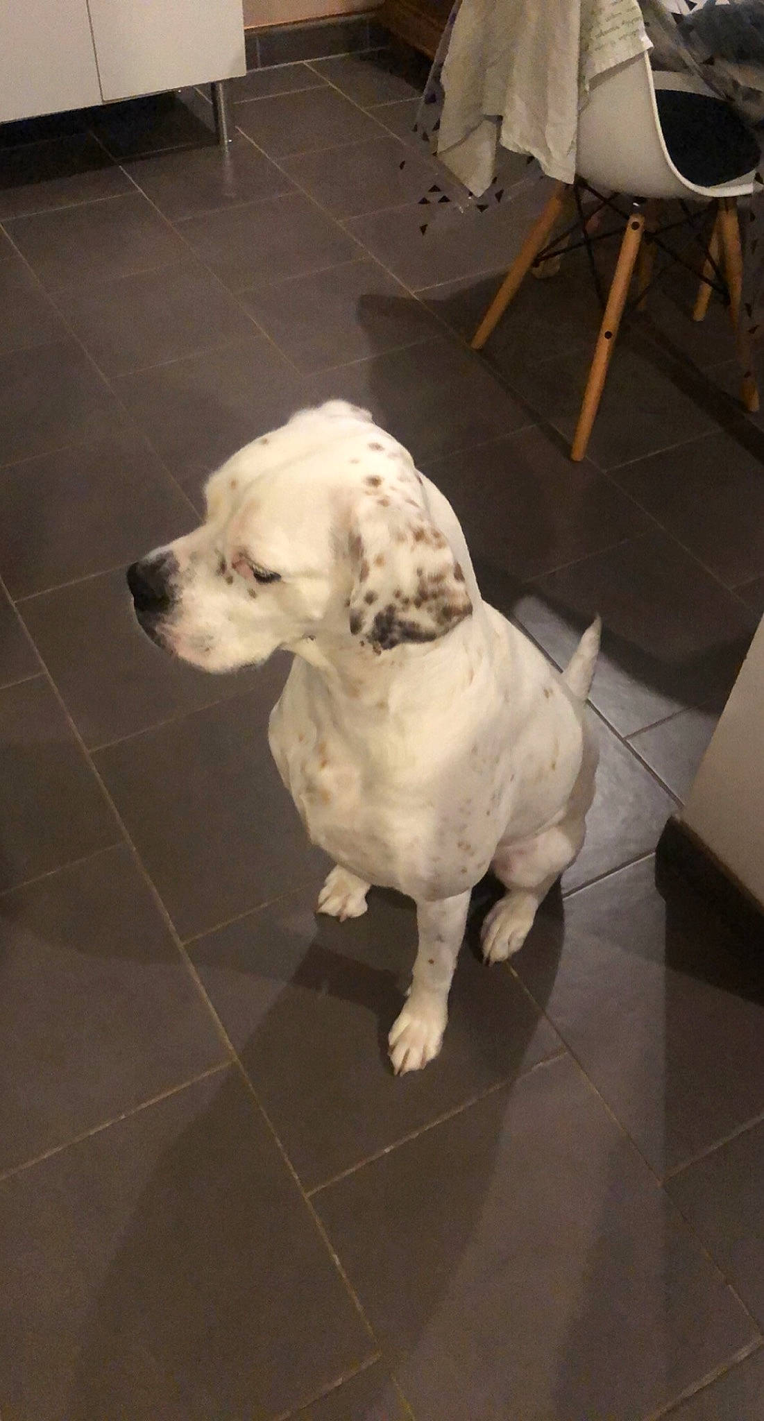 Olly a rejoint le concours — aidez-le/la à gagner de superbes lots ! canidae, carnivore, chair, companion_dog, dog, dog_breed, fawn, floor, flooring, fur, head, human_body, metal, pet_supply, snout, sporting_group, tail, tile_flooring, toy_dog, working_animal