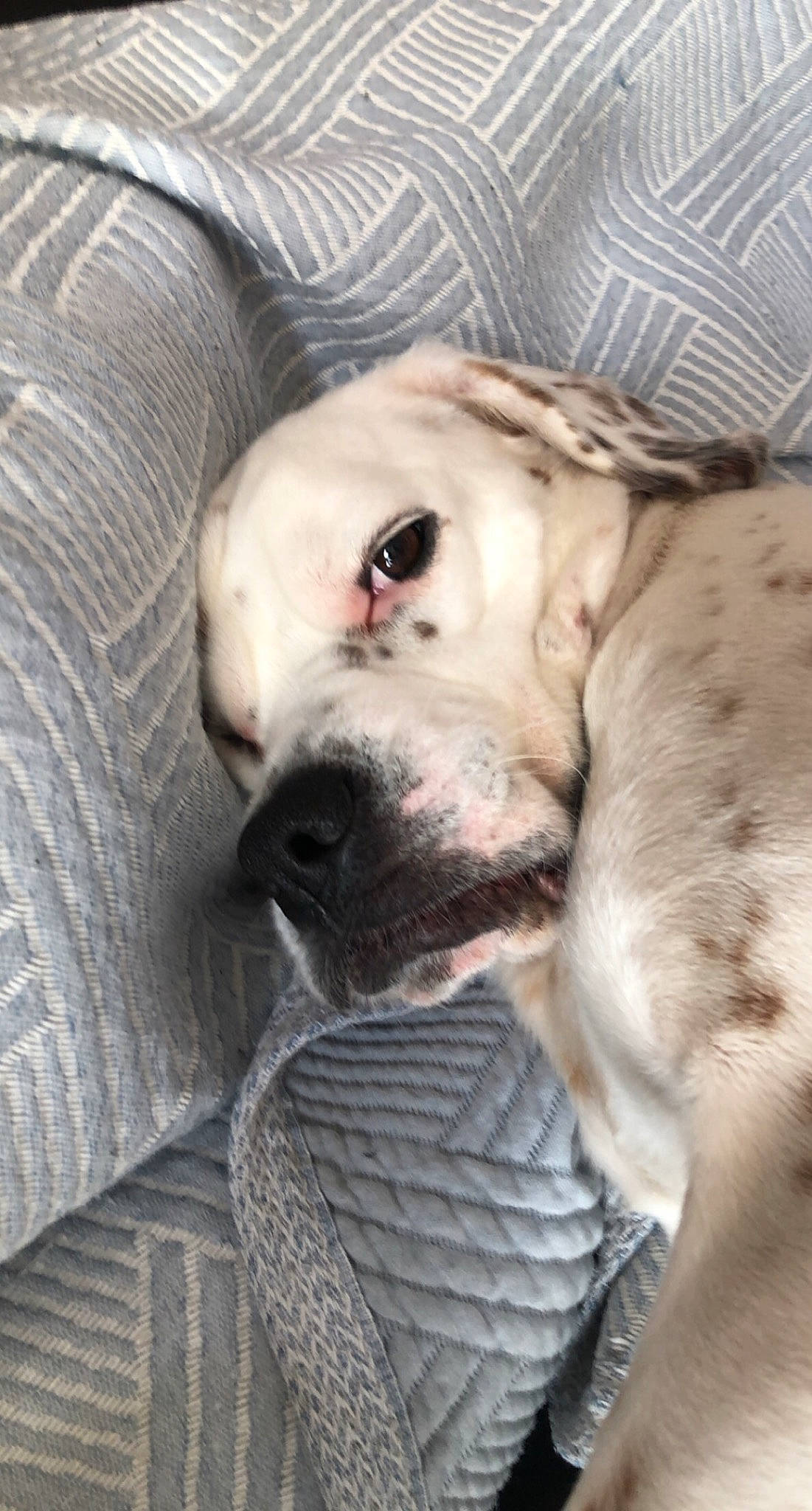 Olly participe au concours pour gagner de l'argent avec cette photo : canidae, carnivore, comfort, companion_dog, dog, dog_breed, fawn, fur, guard_dog, jaw, nap, non_sporting_group, paw, sleep, snout, sporting_group, terrestrial_animal, whiskers, wrinkle