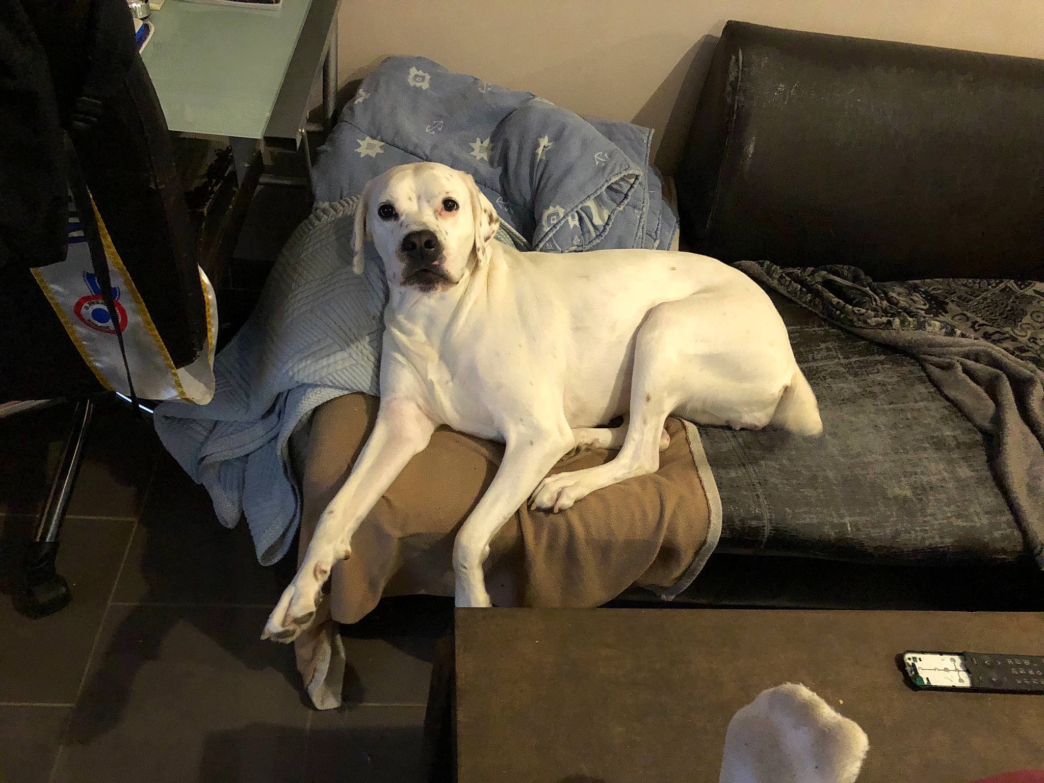 Oméga a rejoint le concours — aidez-le/la à gagner de superbes lots ! canidae, carnivore, chair, comfort, companion_dog, couch, dog, dog_breed, fawn, flooring, fur, living_room, mouse, retriever, room, sitting, snout, studio_couch, tail, working_animal