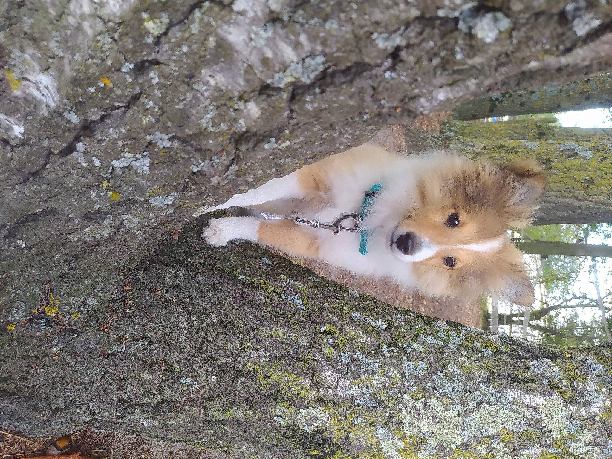 Nougat a rejoint le concours — aidez-le/la à gagner de superbes lots ! canis, carnivore, companion_dog, dog, dog_breed, fawn, fox, fur, german_spitz, german_spitz_klein, german_spitz_mittel, indian_spitz, spitz, sporting_group, tail, terrestrial_animal, tree, whiskers, wood, working_animal