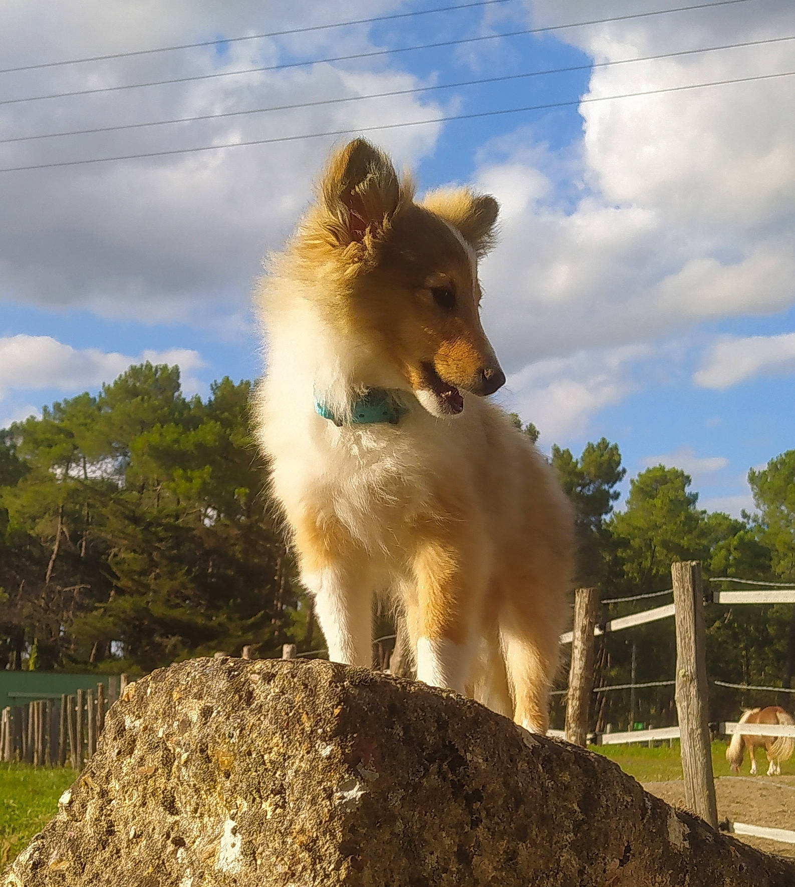 Nougat a rejoint le concours — aidez-le/la à gagner de superbes lots ! canidae, carnivore, cloud, collie, companion_dog, cumulus, dog, dog_breed, fawn, german_spitz, german_spitz_klein, german_spitz_mittel, herding_dog, rough_collie, shetland_sheepdog, sky, spitz, sporting_group, tail, tree