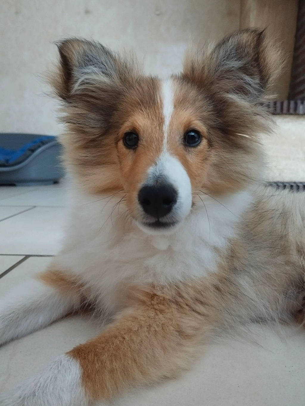 Nougat a rejoint le concours — aidez-le/la à gagner de superbes lots ! ancient_dog_breeds, canidae, carnivore, companion_dog, dog, dog_breed, ear, fawn, fur, snout, sporting_group, terrestrial_animal, whiskers, wildlife, working_animal, working_dog