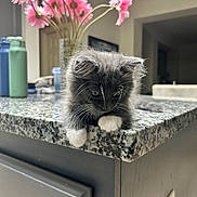 Che Chem joined the competition — help win amazing prizes! cat, closeup, cute, domestic_cat, flowers, fur, granite_countertop, gray_cat, household, indoor, kitchen, kitten, pet, pink_flowers, relaxed, tabletop, vase, whiskers, white_paws, young_animal
