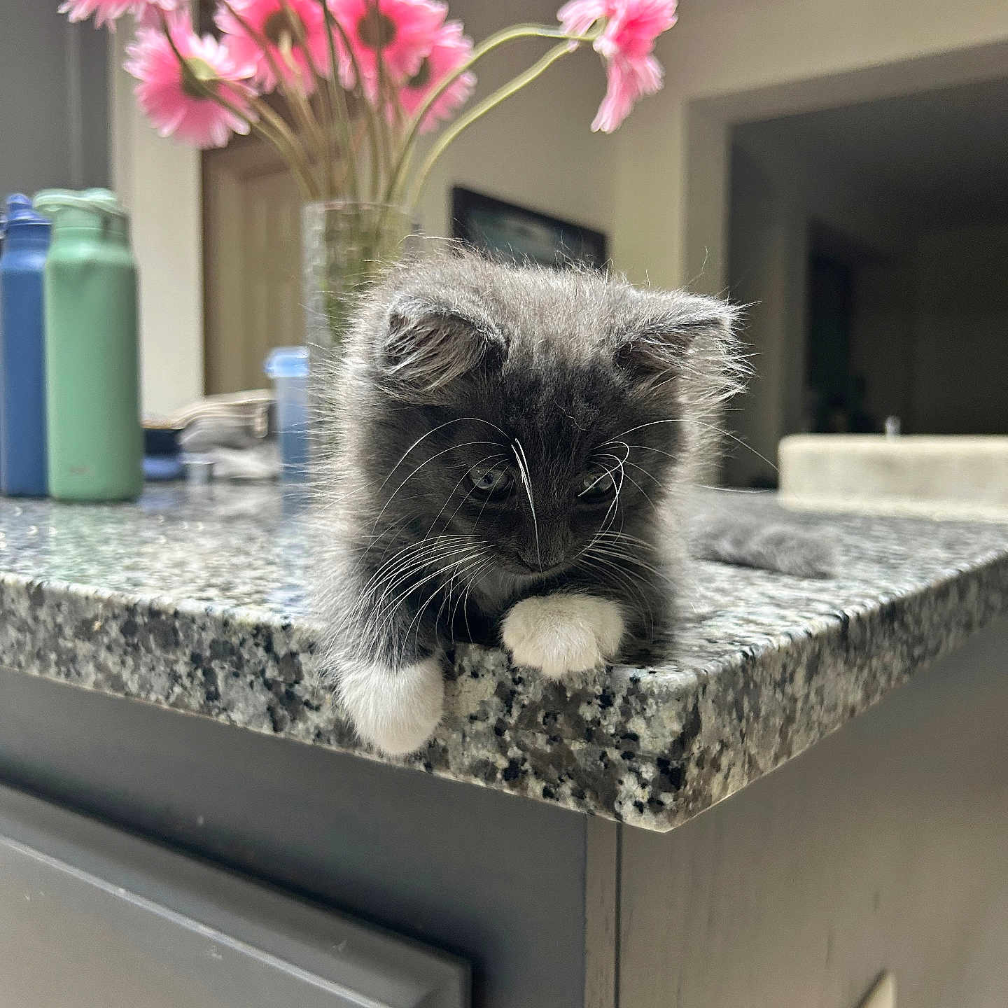 Che Chem joined the competition — help win amazing prizes! cat, closeup, cute, domestic_cat, flowers, fur, granite_countertop, gray_cat, household, indoor, kitchen, kitten, pet, pink_flowers, relaxed, tabletop, vase, whiskers, white_paws, young_animal