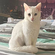 April participe au concours pour gagner de l'argent avec cette photo : cat, white_cat, heterochromia, bed, striped_bedding, indoor, pet, animal, feline, portrait, sitting, cute, fluffy, domestic_cat, pink_nose, ears, tail, eyes, background, stadium