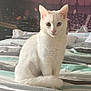 cat, white_cat, heterochromia, bed, striped_bedding, indoor, pet, animal, feline, portrait, sitting, cute, fluffy, domestic_cat, pink_nose, ears, tail, eyes, background, stadium