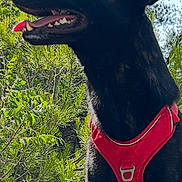 Blacky participe au concours pour gagner de l'argent avec cette photo : dog, black_dog, red_harness, outdoor, greenery, nature, panting, happy, pet, canine, fur, animal, forest, sunlight, leaves, sitting, tongue_out, alert, ears_up, daytime