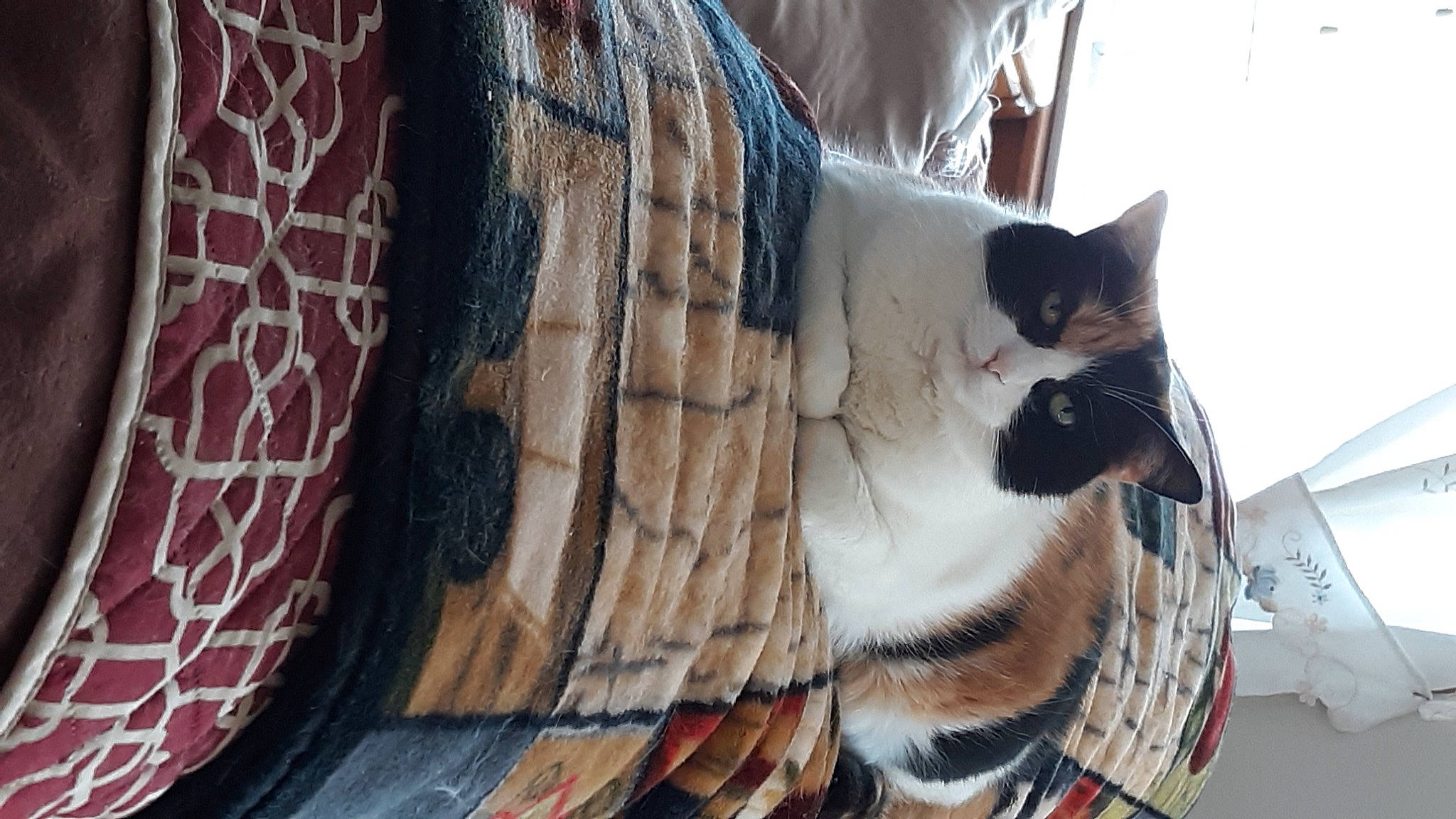 Sophie joined the competition — help win amazing prizes! art, carnivore, cat, comfort, domestic_short_haired_cat, felidae, fur, grey, linens, mammal, pattern, small_to_medium_sized_cats, snout, tail, textile, tree, vertebrate, whiskers, window, wood