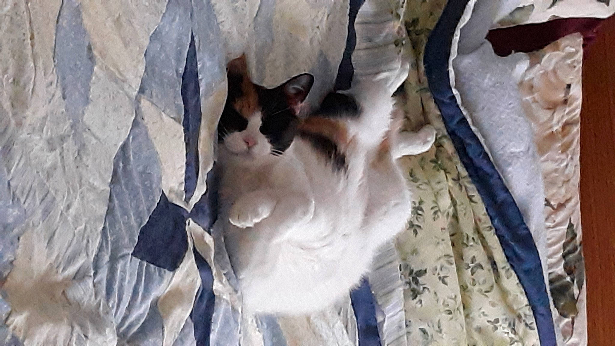 Sophie joined the competition — help win amazing prizes! carnivore, cat, comfort, domestic_short_haired_cat, door, fawn, felidae, fur, grey, linens, mammal, plant, small_to_medium_sized_cats, snout, tail, tree, vertebrate, whiskers, window, wood