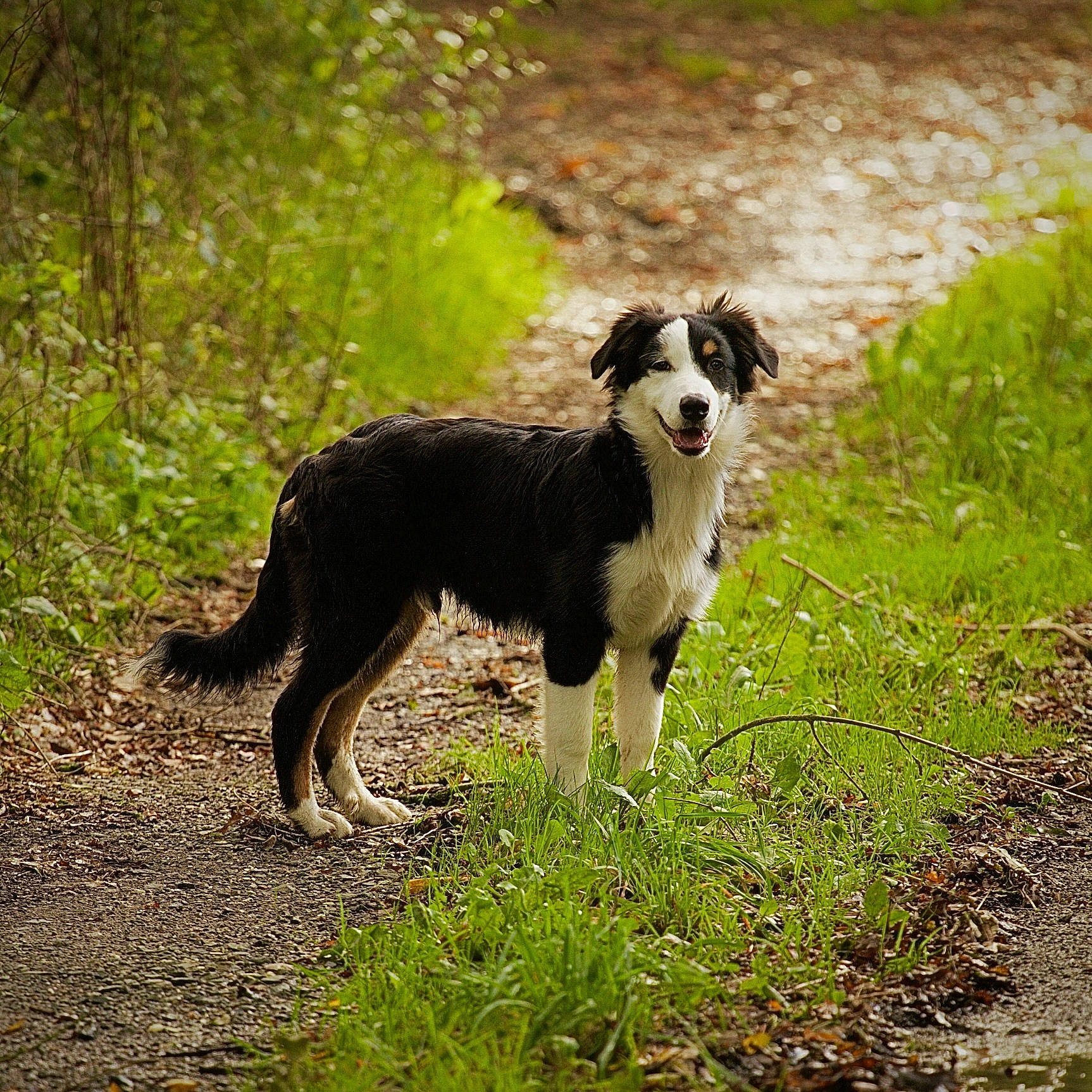 Ussop a rejoint le concours — aidez-le/la à gagner de superbes lots ! borador, border_collie, canidae, carnivore, companion_dog, dog, dog_breed, grass, herding_dog, hunting_dog, mcnab, plant, snout, soil, tail, terrestrial_animal, working_animal, working_dog