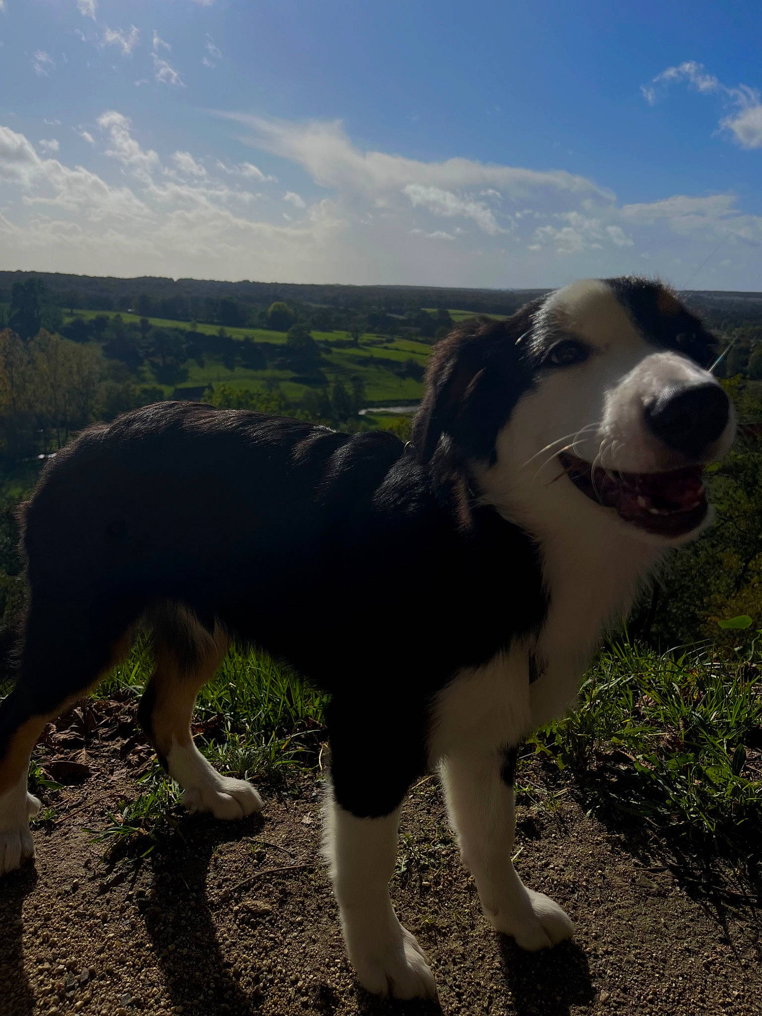 Ussop participe au concours pour gagner de l'argent avec cette photo : adventure, carnivore, cloud, companion_dog, cumulus, dog, dog_breed, fur, grass, grassland, happy, horizon, landscape, plant, sky, snout, soil, sporting_group, terrestrial_animal, working_animal