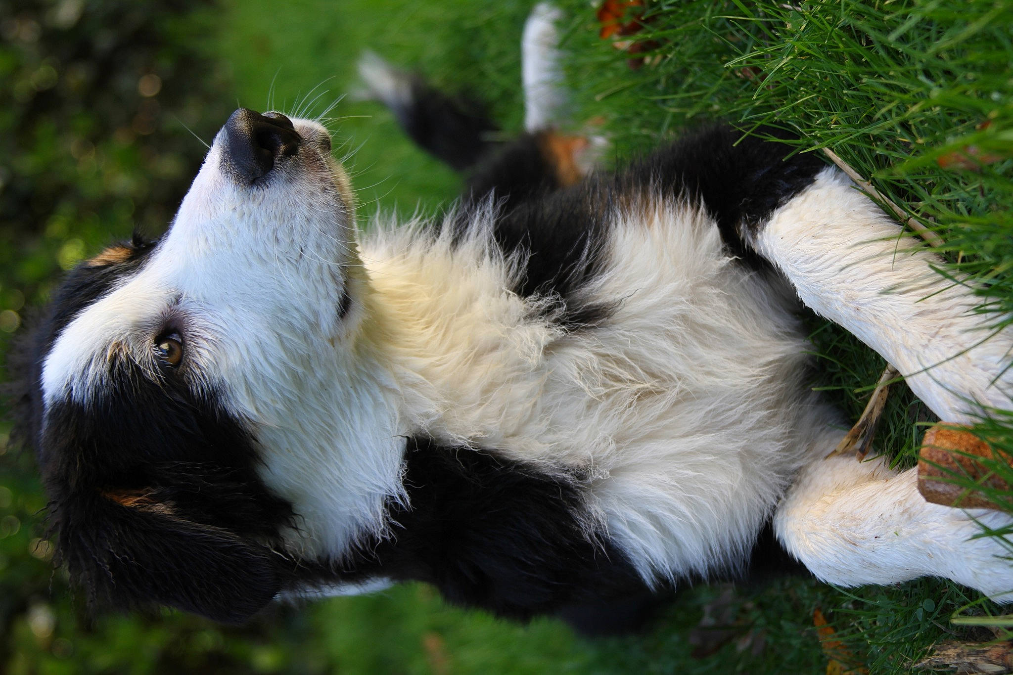 Ussop participe au concours pour gagner de l'argent avec cette photo : canidae, carnivore, claw, companion_dog, dog_breed, fur, grass, lighthouse, mammal, plant, primate, skunk, snout, sporting_group, striped_skunk, tail, terrestrial_animal, wildlife
