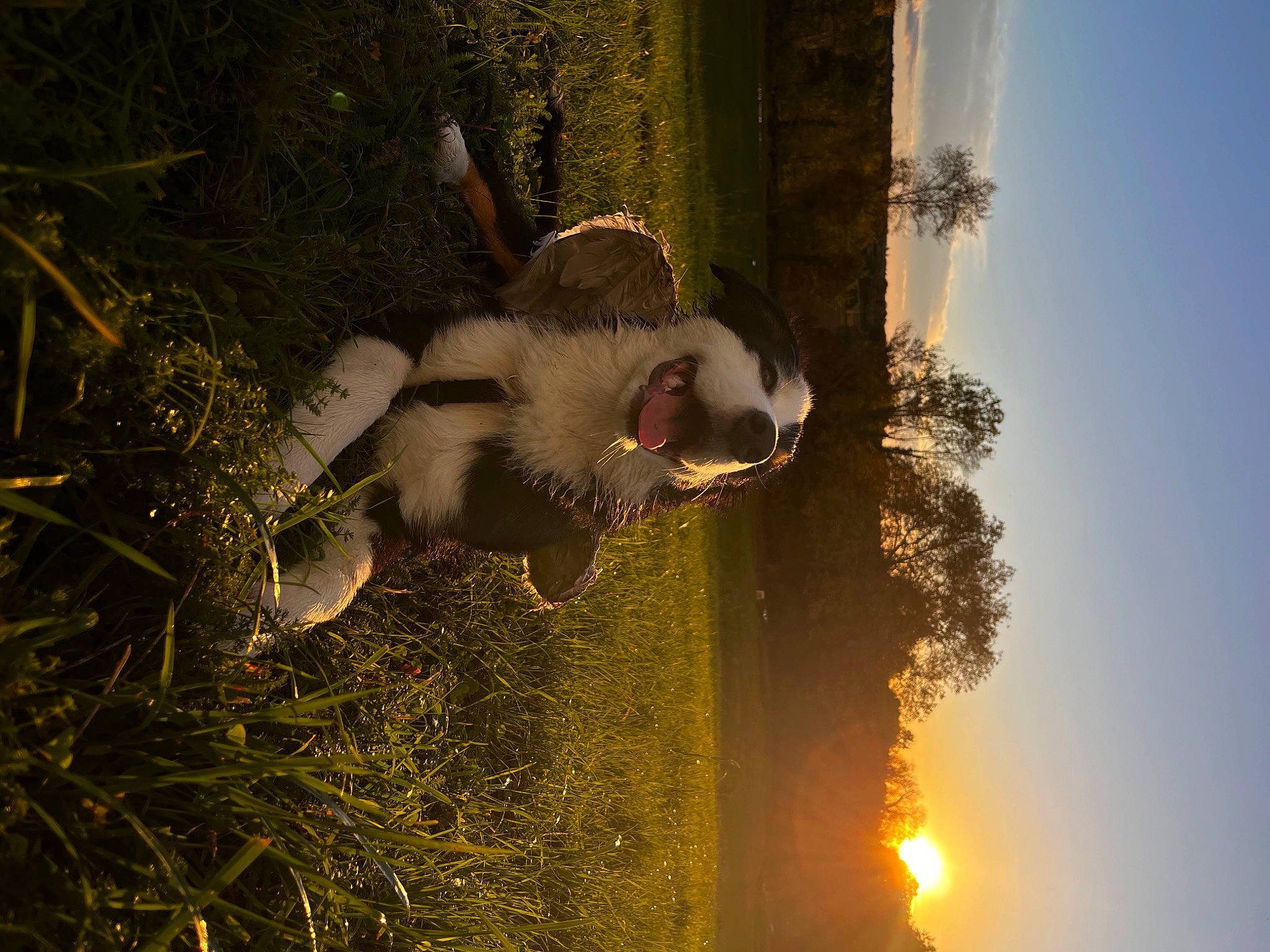 Ussop a rejoint le concours — aidez-le/la à gagner de superbes lots ! branch, dog_breed, fawn, flash_photography, fun, fur, grass, happy, heat, landscape, organism, people_in_nature, plant, reflection, shadow, sky, sunlight, tail, tints_and_shades, tree