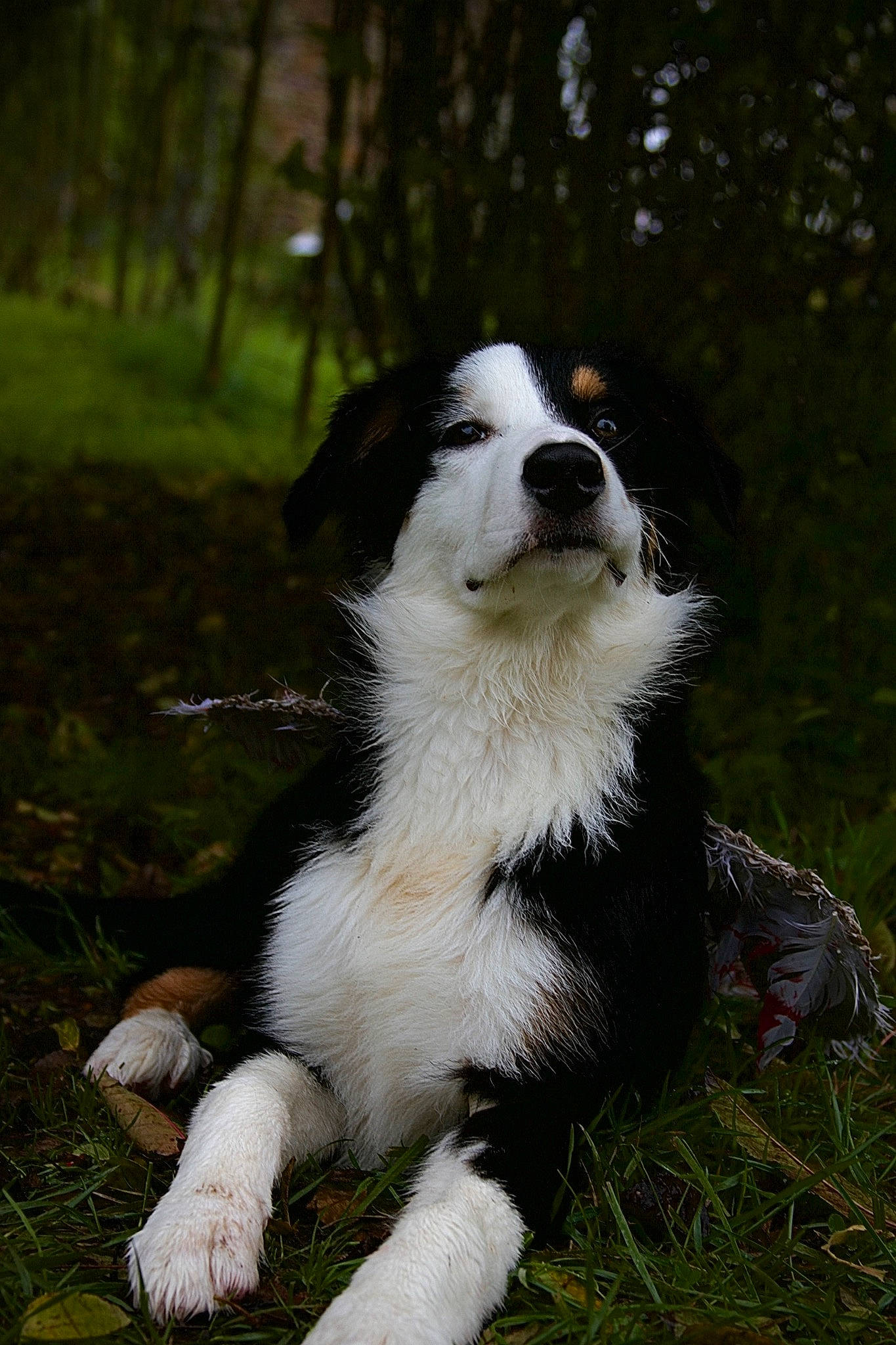 Ussop participe au concours pour gagner de l'argent avec cette photo : australian_collie, border_collie, canidae, carnivore, companion_dog, dog, dog_breed, fur, grass, herding_dog, plant, snout, sporting_group, tail, terrestrial_animal, tree, working_dog