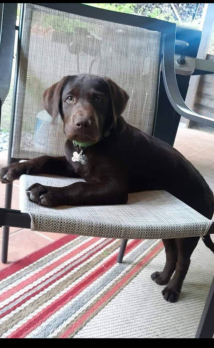 Ace joined the competition — help win amazing prizes! borador, canidae, carnivore, comfort, companion_dog, dog, dog_breed, dog_collar, flooring, fur, guard_dog, gun_dog, hunting_dog, liver, pet_supply, snout, sporting_group, working_animal