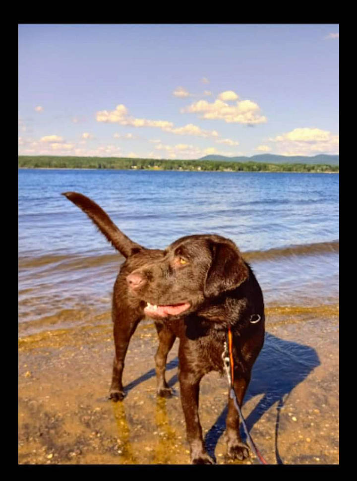 Ace is registered to the contest to win money with this photo: beach, canidae, carnivore, cloud, dog, dog_breed, fawn, horizon, lake, landscape, ocean, sand, sky, summer, tail, terrestrial_animal, water, wildlife, wood, working_animal