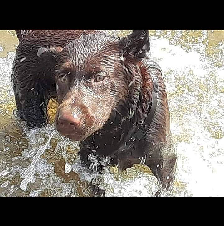 Ace joined the competition — help win amazing prizes! art, bathing, canidae, carnivore, companion_dog, dog, dog_breed, fluid, guard_dog, gun_dog, hunting_dog, liquid, liver, non_sporting_group, precipitation, sporting_group, terrestrial_animal, water, working_animal, working_dog
