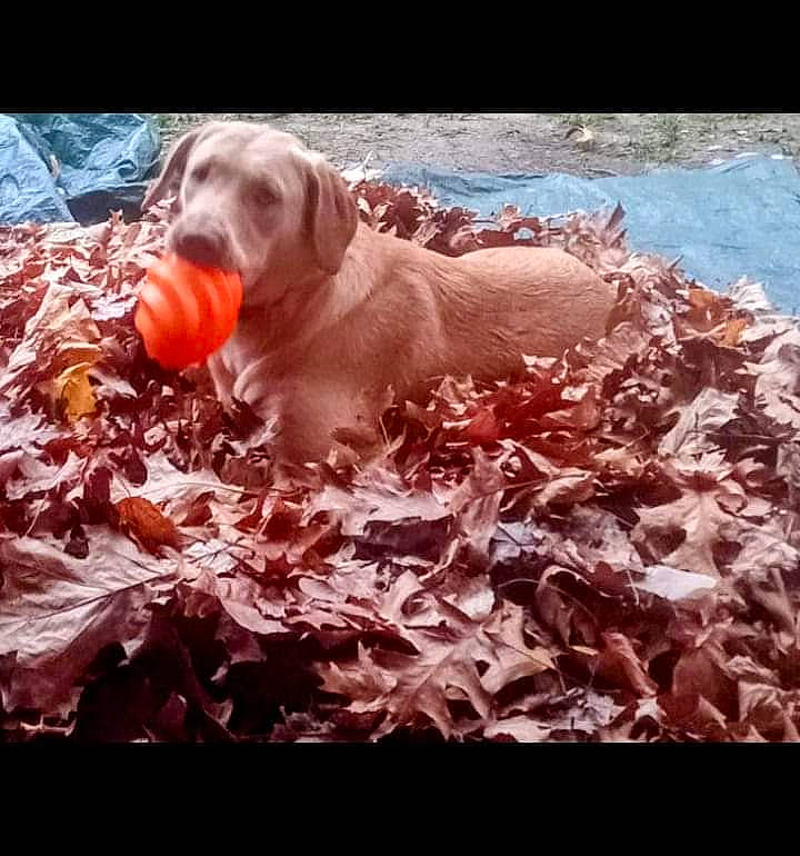 Miley is registered to the contest to win money with this photo: canidae, carnivore, companion_dog, dog, dog_breed, grass, gun_dog, hunting_dog, liver, recreation, retriever, soil, sporting_group, working_animal