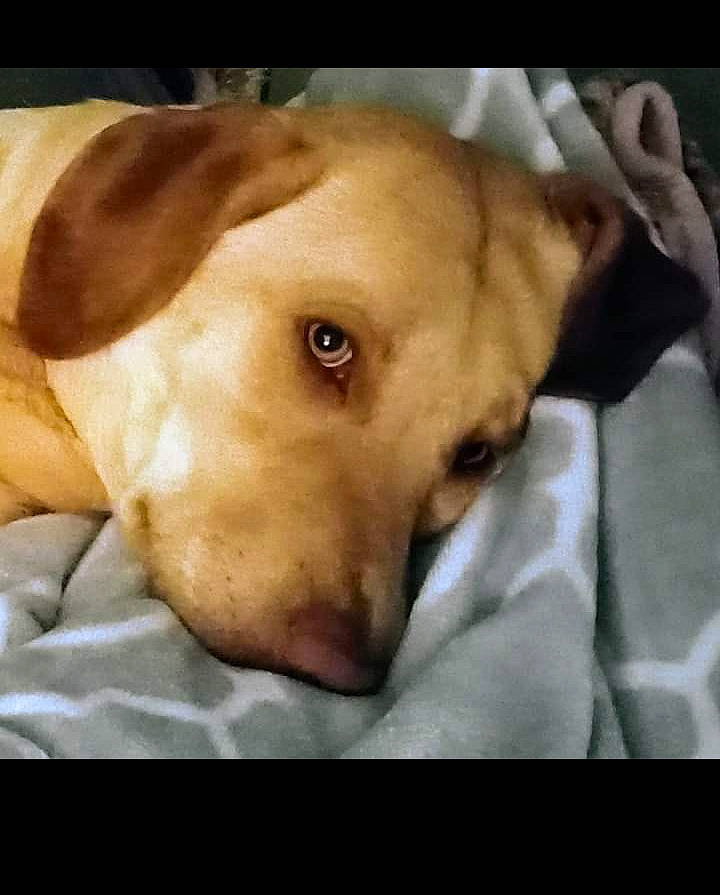 Miley is registered to the contest to win money with this photo: canidae, carnivore, comfort, companion_dog, dog, dog_breed, dog_supply, ear, fawn, fur, liver, paw, selfie, snout, sporting_group, whiskers, working_animal