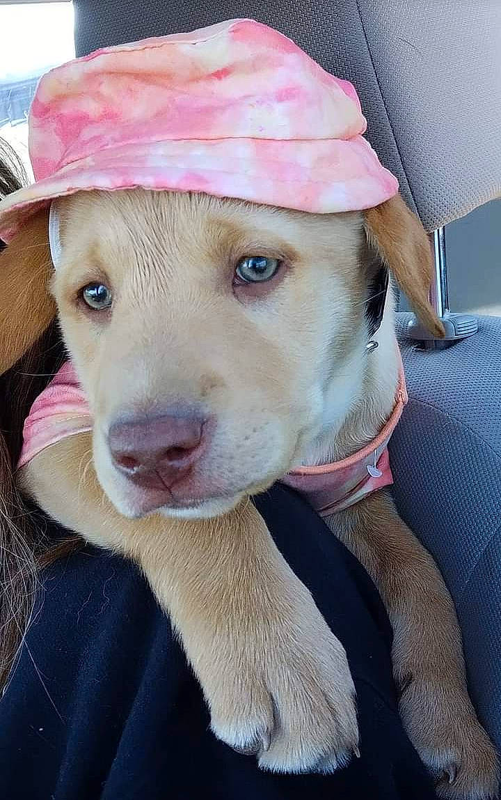 Miley joined the competition — help win amazing prizes! cap, carnivore, collar, companion_dog, dog, dog_breed, dog_clothes, eyelash, fashion_accessory, fawn, fedora, fur, hat, leash, pink, snout, sporting_group, sun_hat, whiskers, working_animal