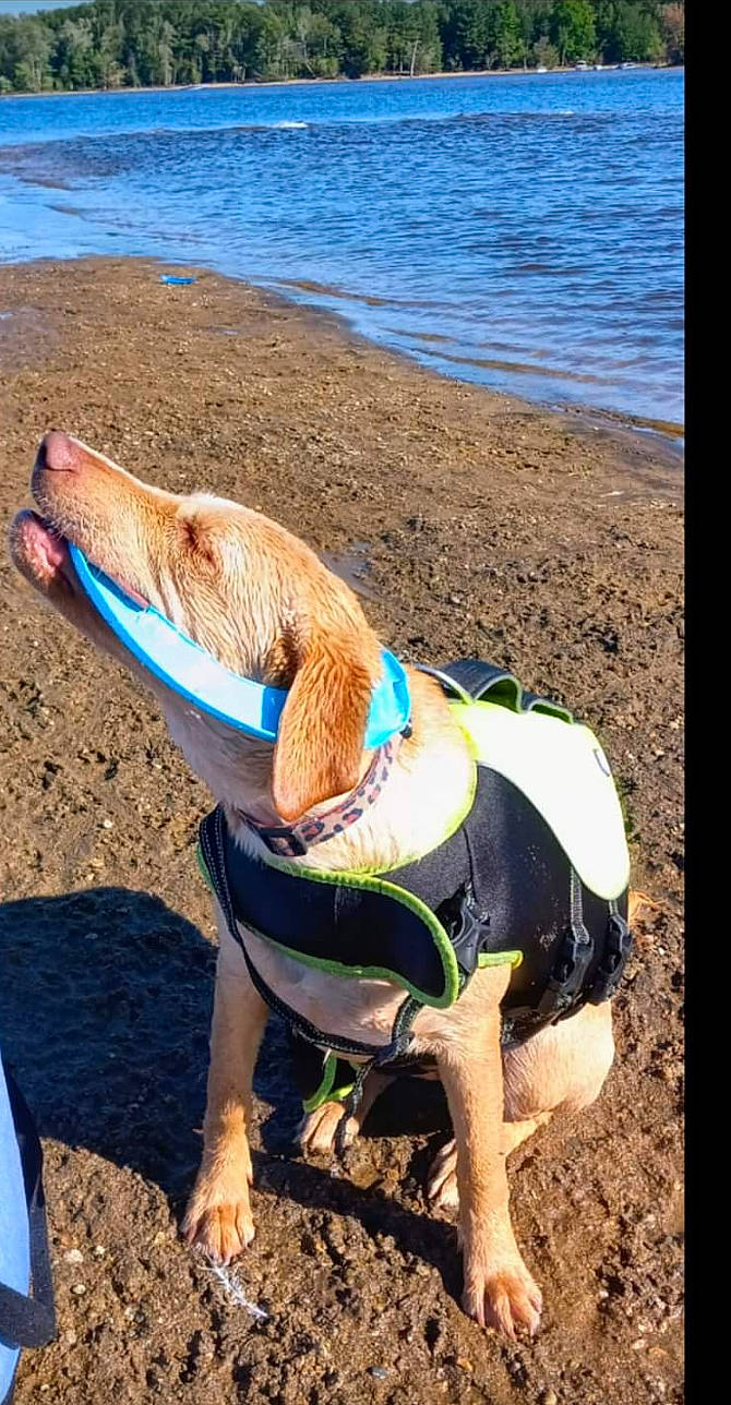 Miley joined the competition — help win amazing prizes! beach, canidae, carnivore, collar, companion_dog, dog, dog_breed, dog_collar, fawn, human_leg, leisure, outdoor_furniture, personal_protective_equipment, pet_supply, sand, sporting_group, sunglasses, water, wood, working_animal