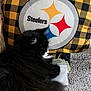 animal, black_cat, blanket, cash, cat, cozy, envelope, fluffy, football_team_logo, furniture, indoor, knitted_blanket, money, patterned_pillow, pet, pillow, relaxing, resting, steelers, white_fur
