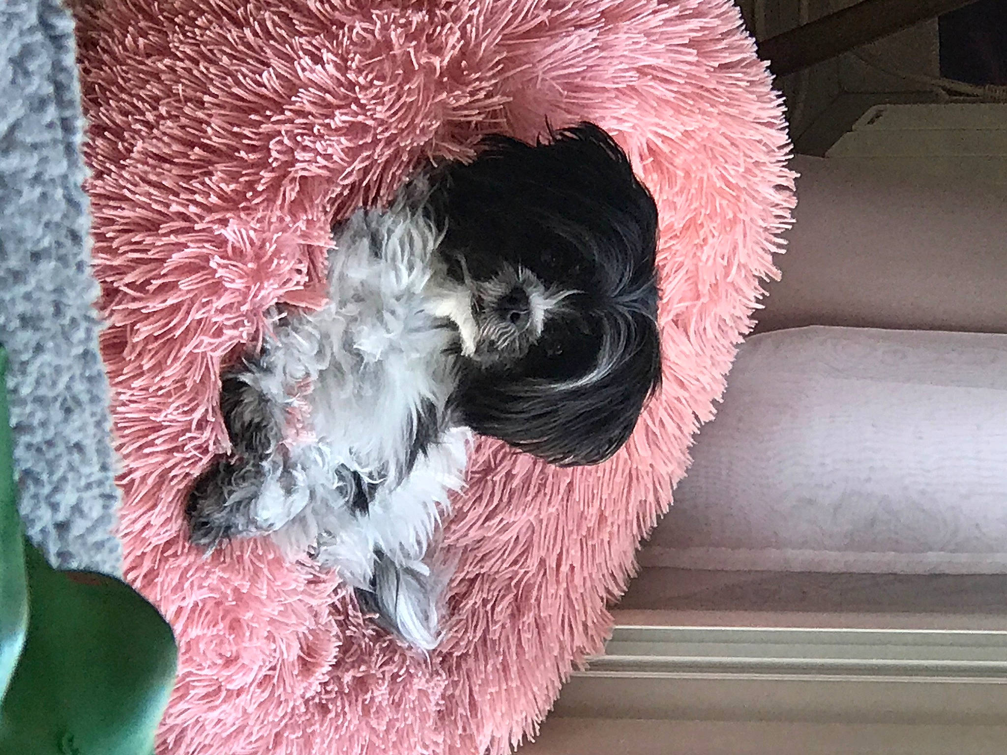 Choukette participe au concours pour gagner de l'argent avec cette photo : canidae, fur, miniature_schnauzer, schnauzer, sporting_group, terrier