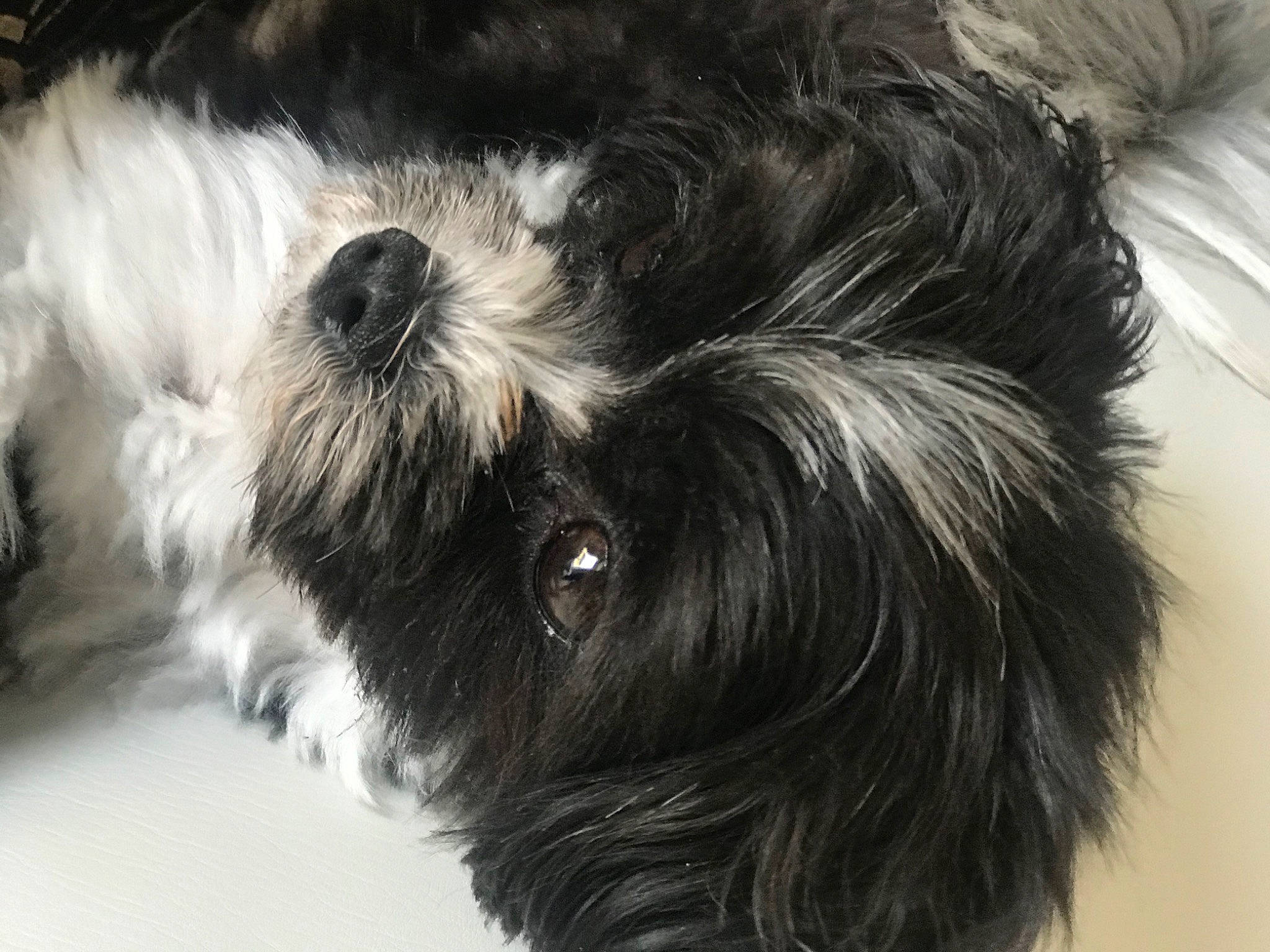 Choukette a rejoint le concours — aidez-le/la à gagner de superbes lots ! affenpinscher, bolonka, canidae, carnivore, close_up, companion_dog, dog, dog_breed, fur, havanese, kyi_leo, lhasa_apso, lowchen, maltepoo, mammal, puppy, schnoodle, shih_tzu, snout, tibetan_terrier