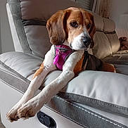 Marvel a rejoint le concours — aidez-le/la à gagner de superbes lots ! animal, beagle, brown, collar, comfort, couch, cute, dog, ears, fur, furniture, house, indoor, leash, living_room, paws, pet, relaxed, resting, white