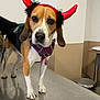 Marvel participe au concours pour gagner de l'argent avec cette photo : animal, beagle, black, brown, collar, costume, curious, cute, dog, ears, face, floor, harness, indoor, metal_surface, pet, red_horns, standing, tag, white