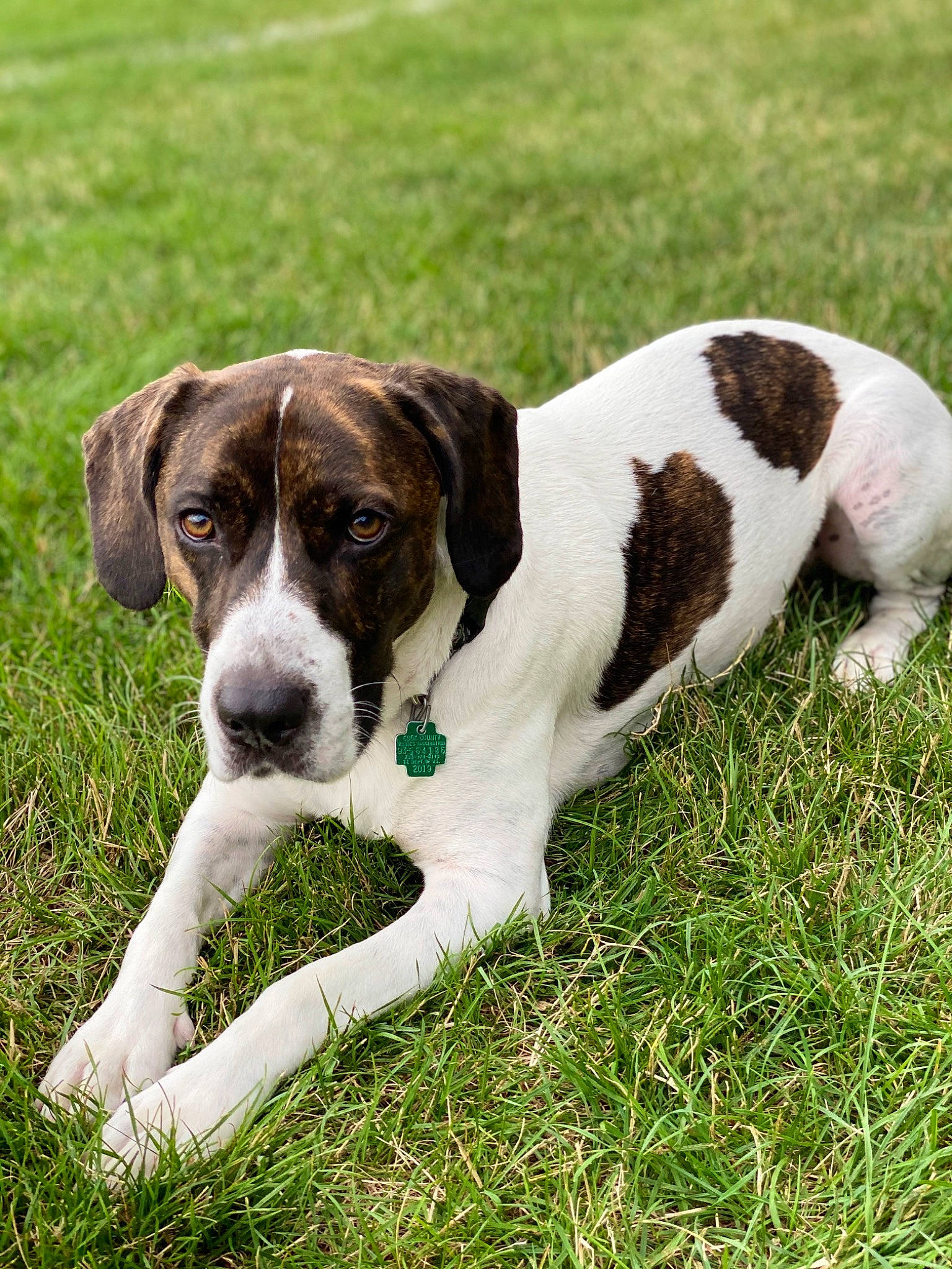 Calvin is registered to the contest to win money with this photo: canidae, carnivore, collar, companion_dog, dog, dog_breed, fawn, grass, gun_dog, hunting_dog, plant, sporting_group, tail, terrestrial_animal, working_animal