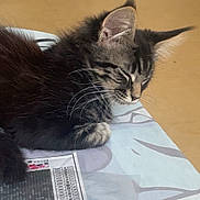 Akiro a rejoint le concours — aidez-le/la à gagner de superbes lots ! background, cat, closeup, ears, floor, fur, home, indoor, kitten, nose, paper, patterned_cloth, paw, plastic_wrapper, relaxation, resting, sleeping, tabby, table, whiskers