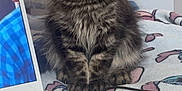Akiro a rejoint le concours — aidez-le/la à gagner de superbes lots ! kitten, cat, tabby, indoor, laptop, stickers, blanket, furniture, technology, cord, pet, cute, animal, young, sitting, fur, whiskers, ears, eyes, cozy