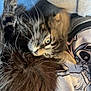 Akiro a rejoint le concours — aidez-le/la à gagner de superbes lots ! kitten, tabby, cat, tail, furry, whiskers, blue_background, person, shirt, cartoon_print, clothing, closeup, pet, animal, cute, curious, lying_down, indoor, feline, young_cat
