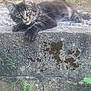 Akiro participe au concours pour gagner de l'argent avec cette photo : cat, kitten, tabby, outdoor, concrete, ledge, plants, greenery, curious, fur, resting, nature, young, ears, eyes, whiskers, ground, grass, relaxed, daylight